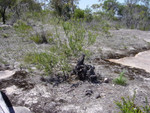 Bush surrounding carvings at CalgaSprings