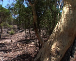 A camera view as it pans through the bush